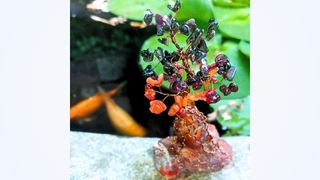 Muladhara Vadžry - léčivý Strom Života