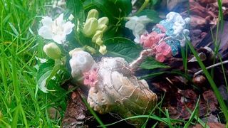 Želva Victoria – talisman vnitřní pravdy