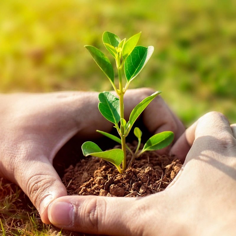 S láskou sázíme stromy