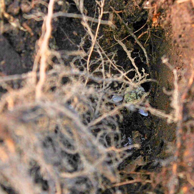 Něžná péče o kořínky