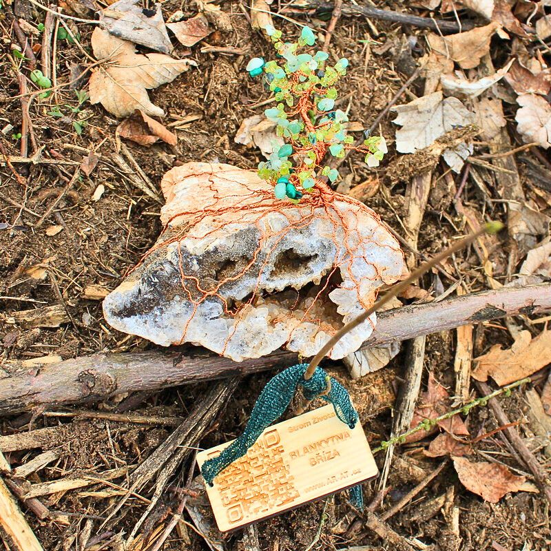 Vysazení sazenice živého stromu jménem Blankytná Bříza