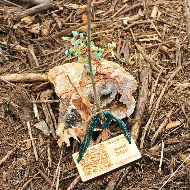 Vysazení sazenice živého stromu jménem Jemné Štěstí