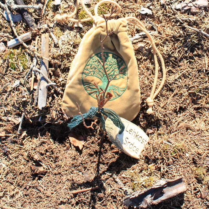 Výsadba stromového dvojčete