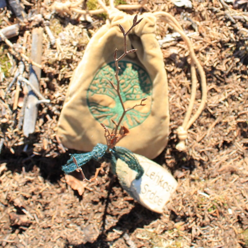 Zaostřeno na vysazený stromek