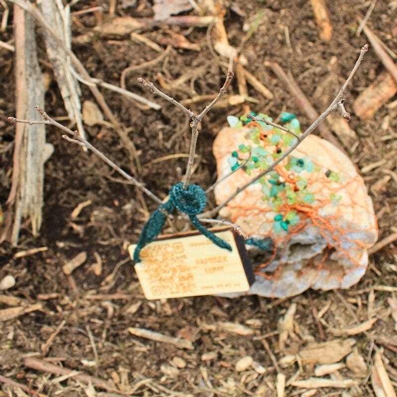 Vysazené Stromové dvojče Paprsku Luny