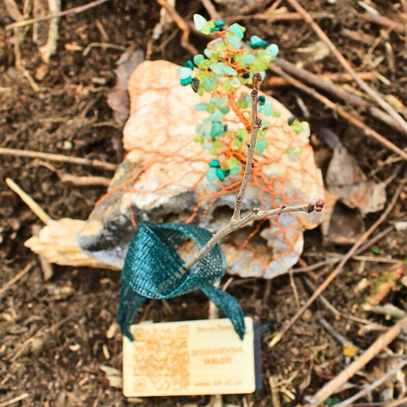 Vysazené Stromové dvojče Smaragdové Jabloně