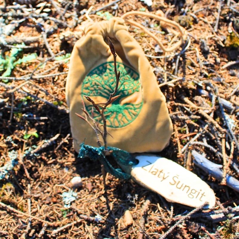 Výsadba Stromového dvojčete Zlatého Šungitu v karlovarských lesích